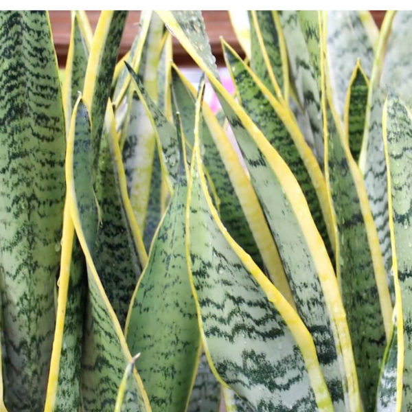 Indoor Plants That Clean the Air and Remove Toxins