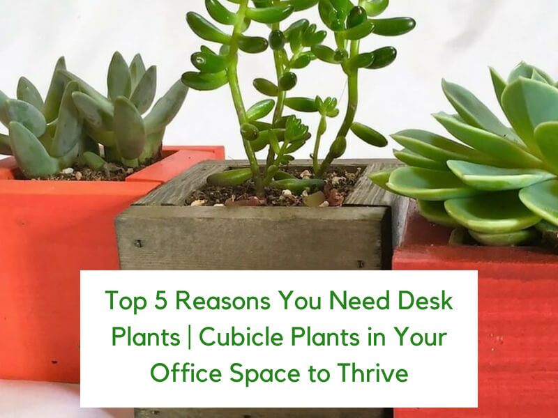 Benefits of Plants in the Office