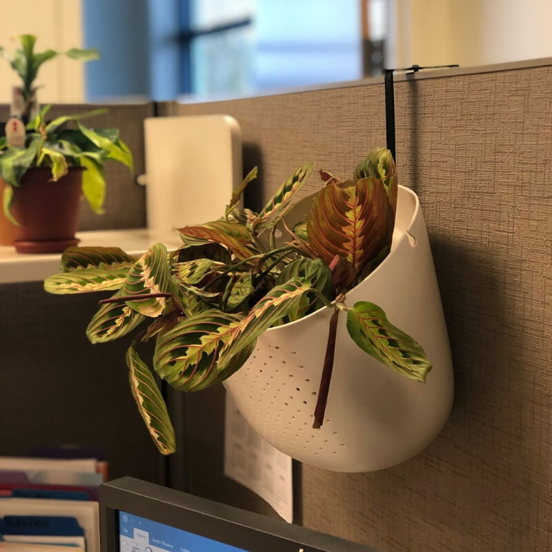 https://www.greencleandesigns.com/wp-content/uploads/2019/02/cubicle-wall-planter-greencleandesigns.com-.jpg